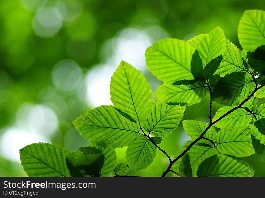 Green leaves background in sunny day