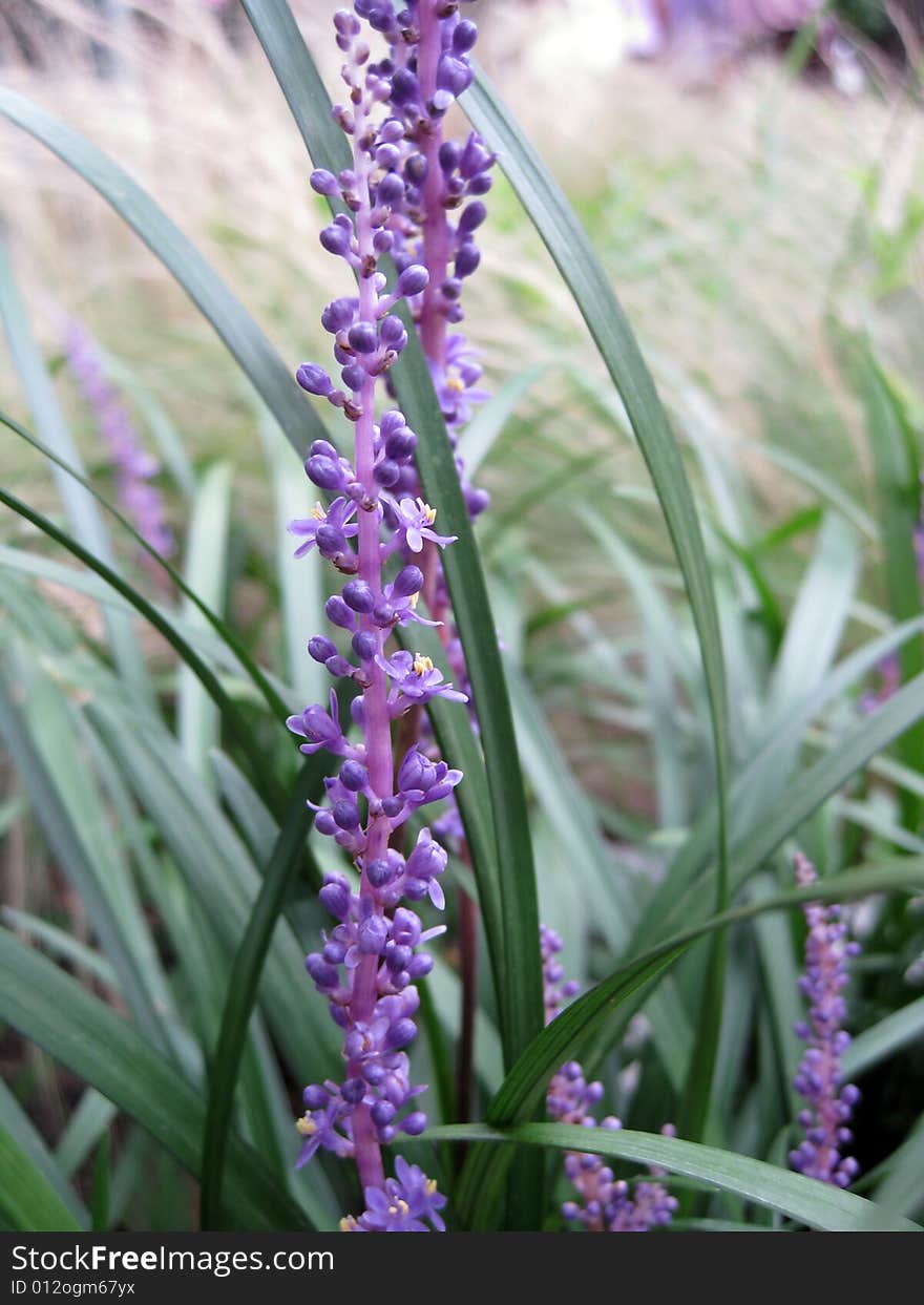 Close up for lavender in a bush