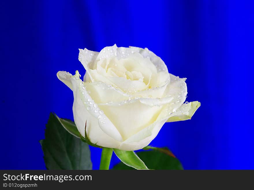 White rose is isolated on a  blue background