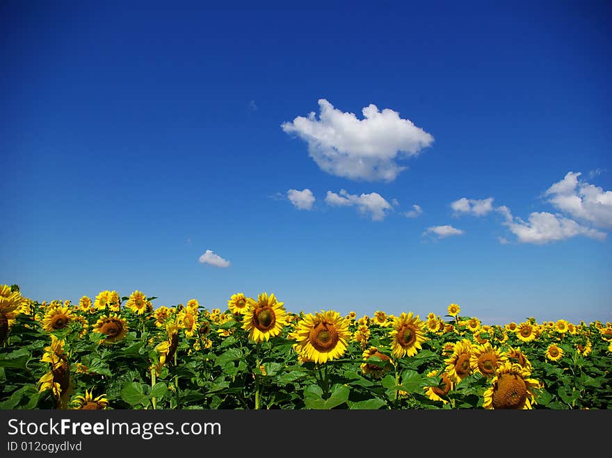 Sunflower field over cloudy blue sky. Sunflower field over cloudy blue sky