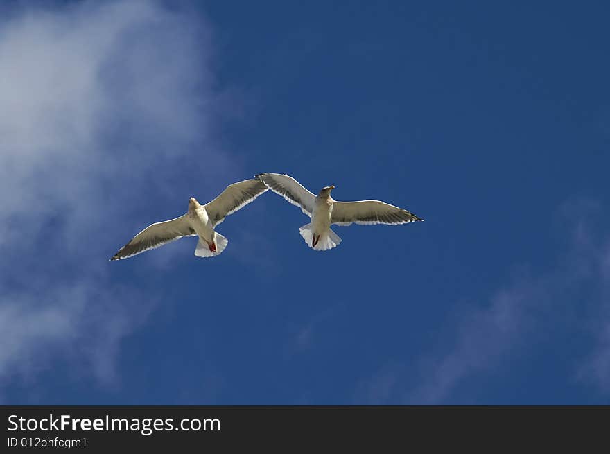 Two sea gulls