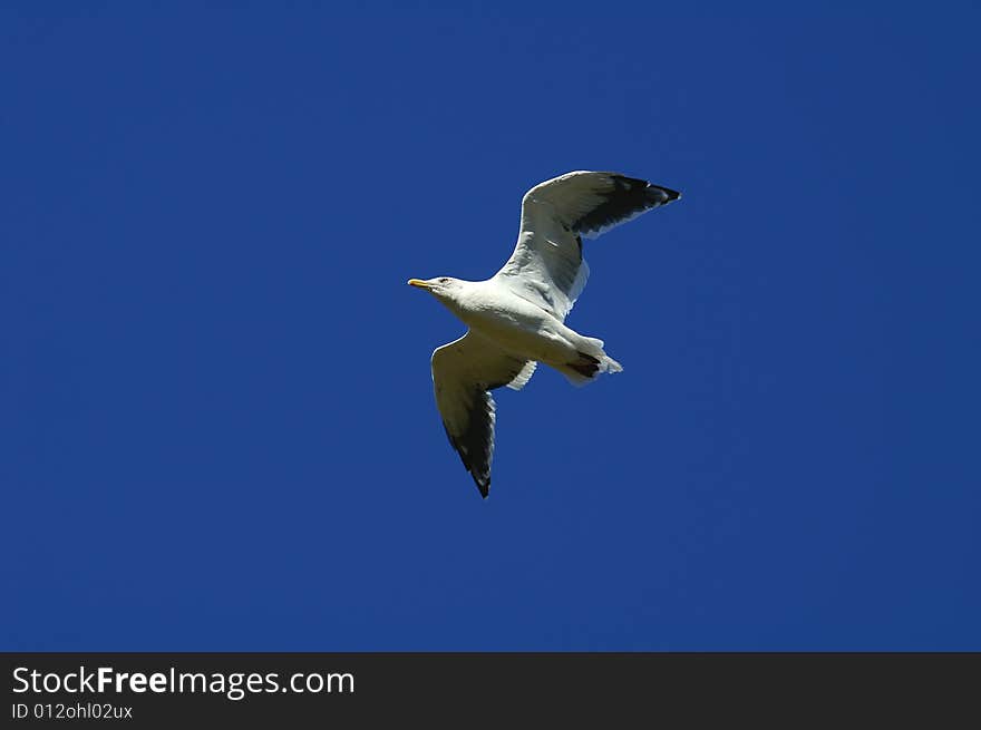 One sea gull flies high in turn blue the sky. One sea gull flies high in turn blue the sky.