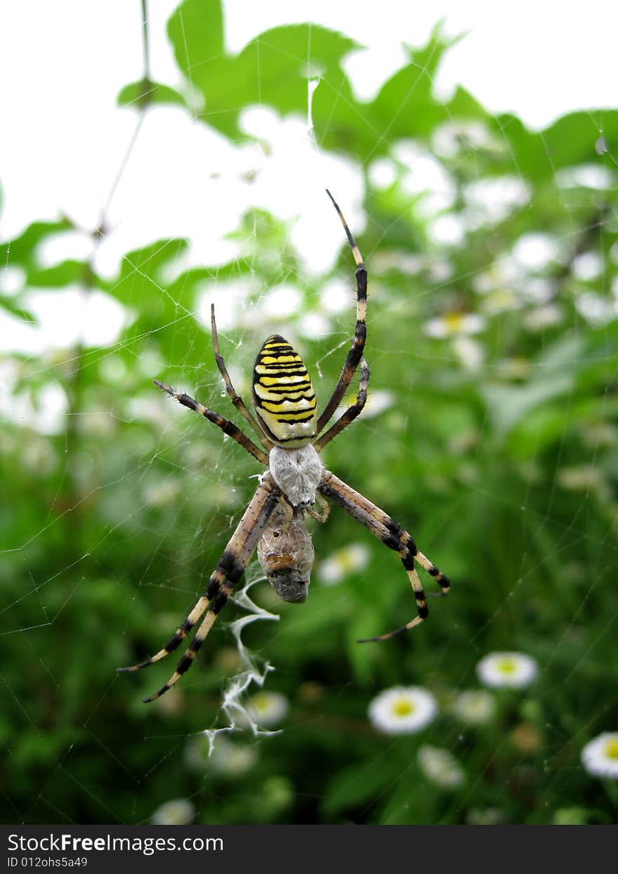 Close up for a spider with yellow texture in a farm