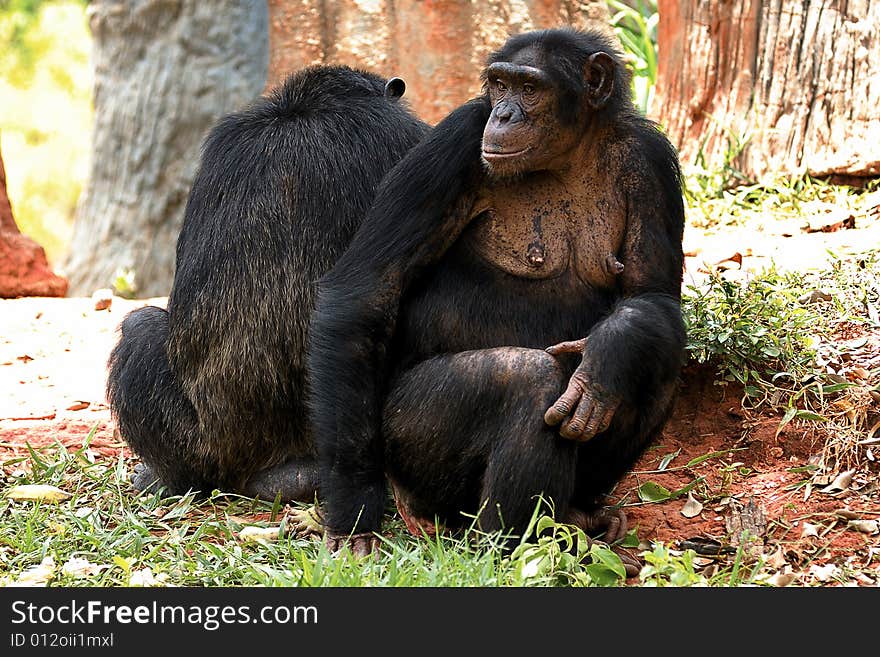 Image of chimpanzee is begging some feed.