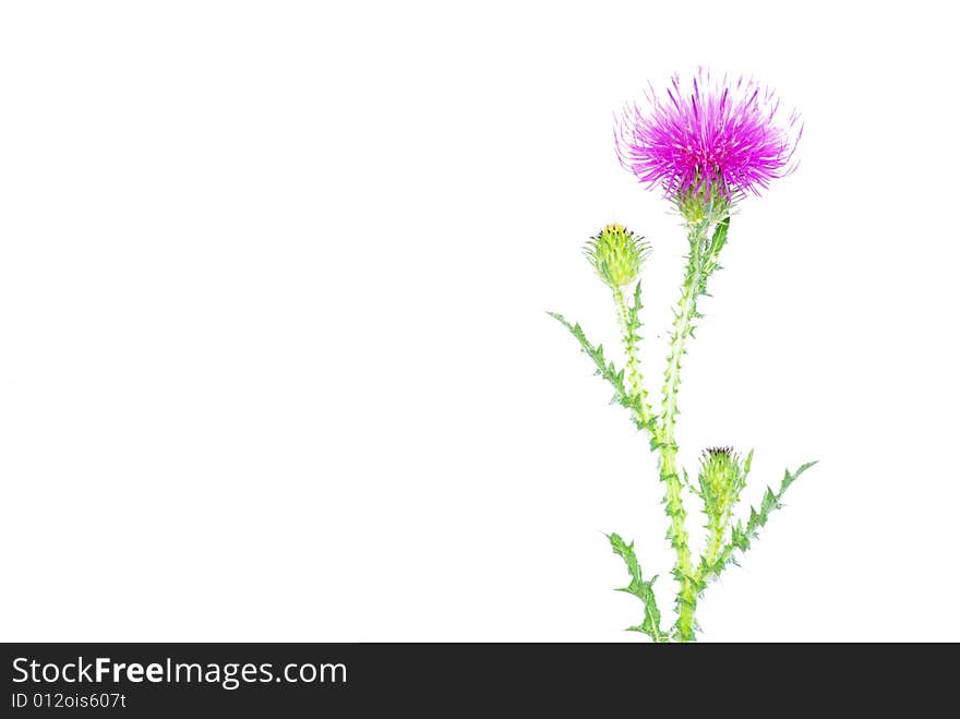 Beautiful  flowers on white background