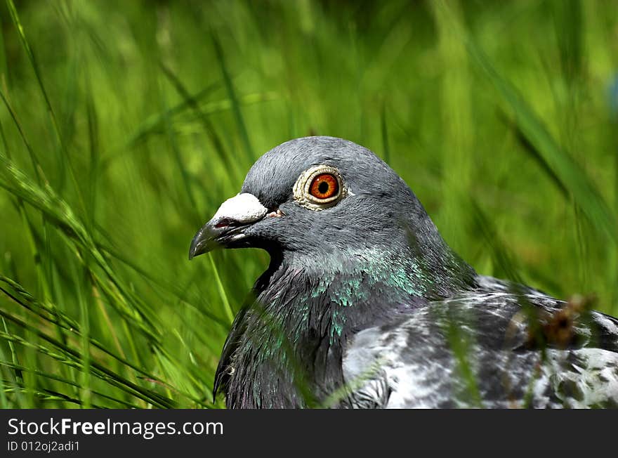 Homing pigeon in Nature. Macro. Head.