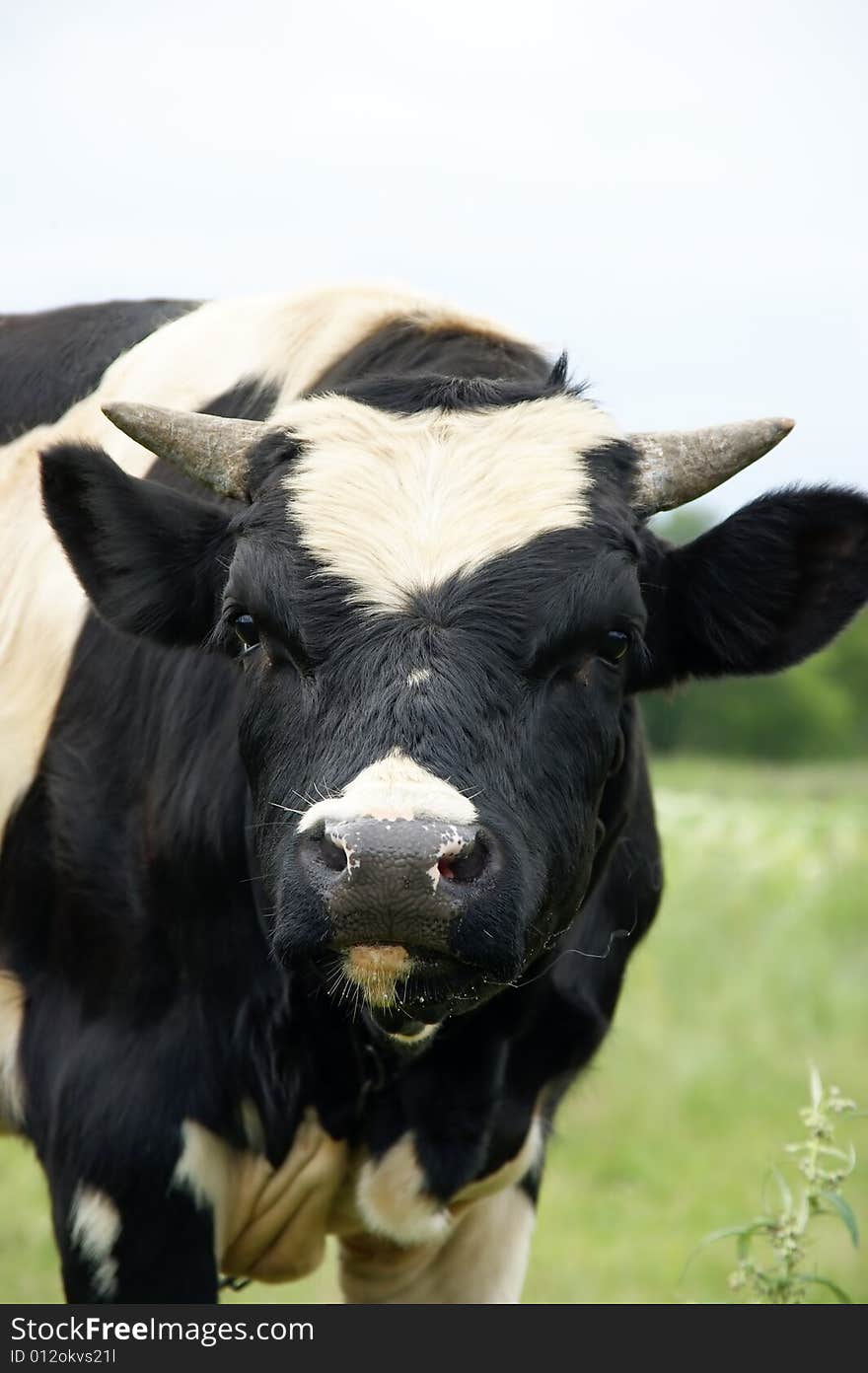 Oxen with horn on pasture with curiosity looks at you