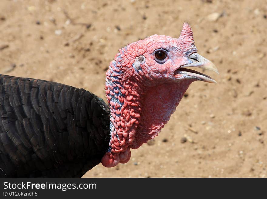 Turkey Head