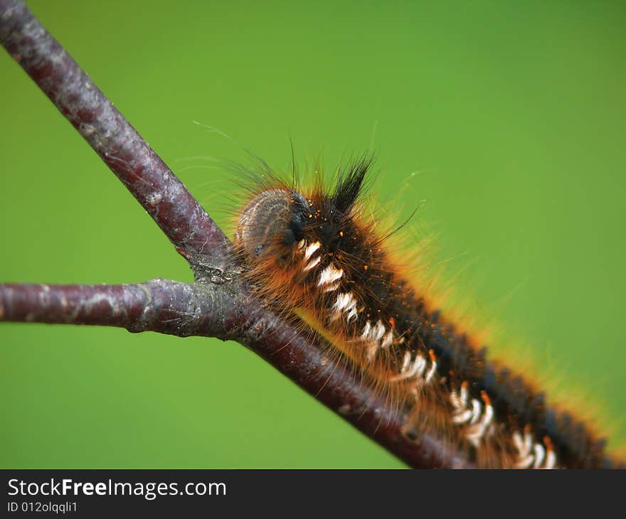 Look. Greater caterpillar creeping on a branch. Summer. A wood.