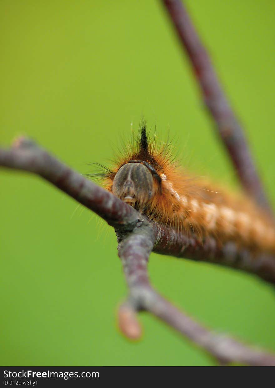 Look. Greater caterpillar creeping on a branch. Summer. A wood.