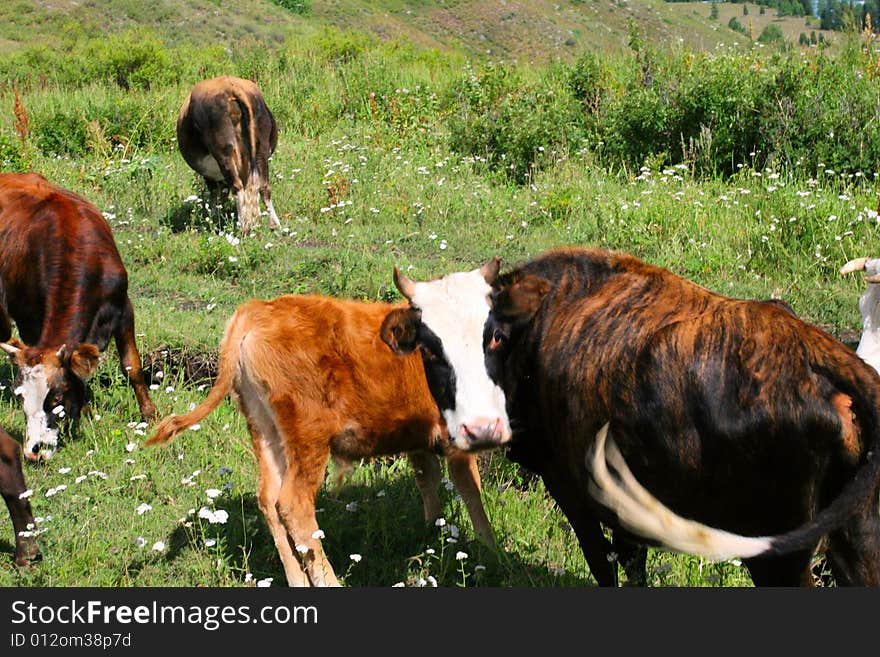 The cow  at the meadow of sinkiang china ..