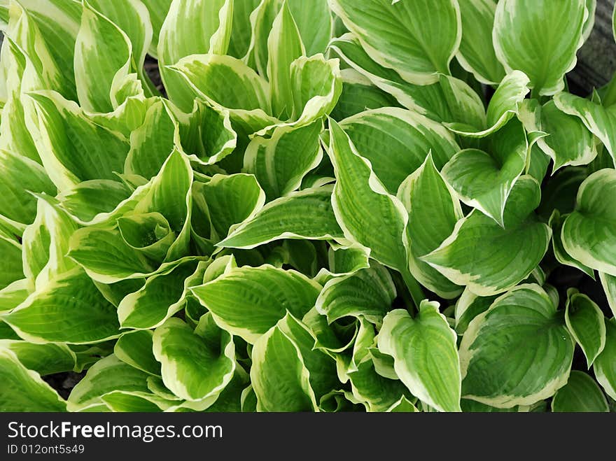 Green plant. Horizontally framed photo. Green plant. Horizontally framed photo.