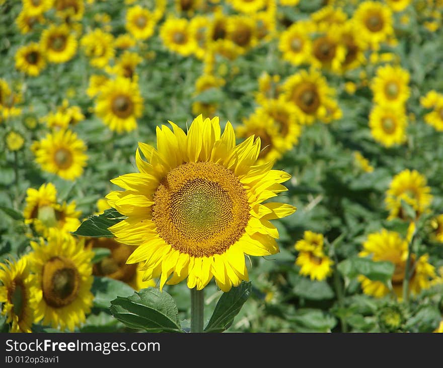 Sunflower