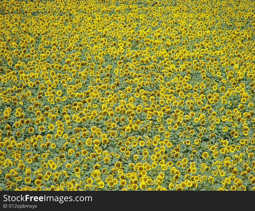 Sunflower