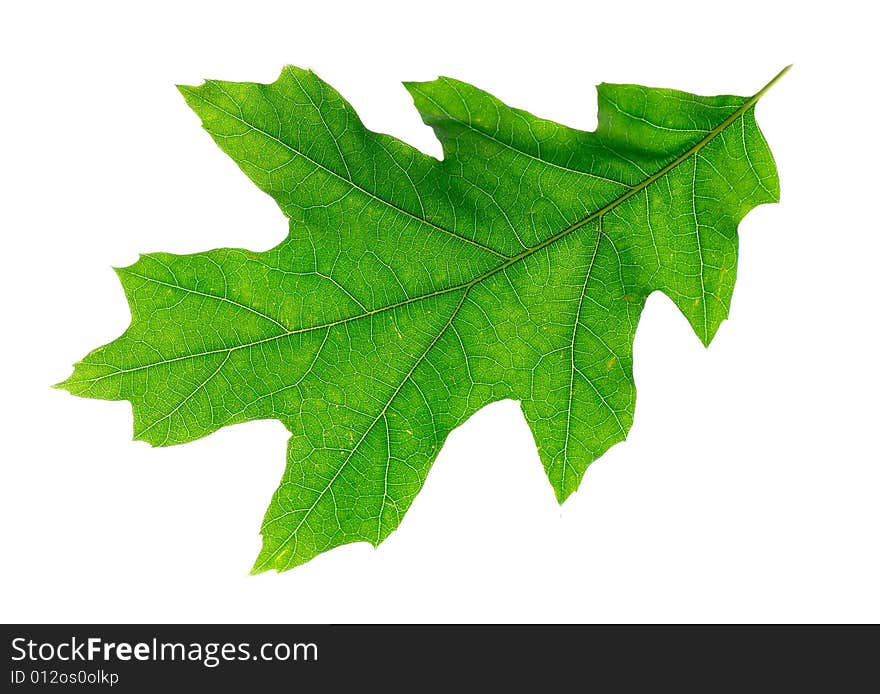 Green leaf isolated on white