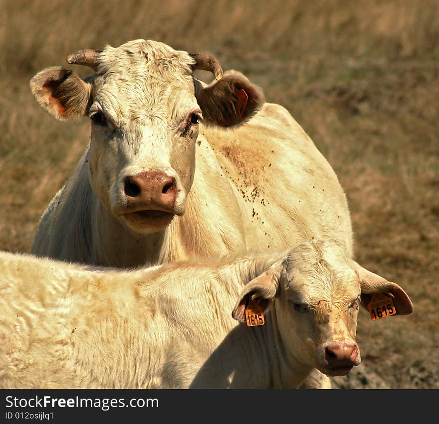 Lightbrown cow with her calf. Lightbrown cow with her calf