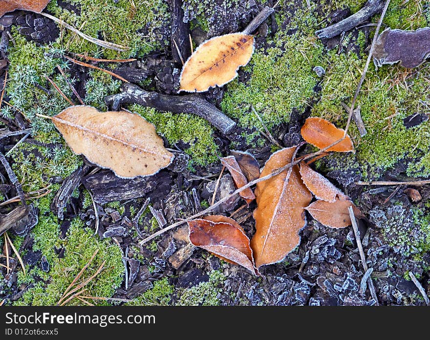 Autumn theme with frozen leaves