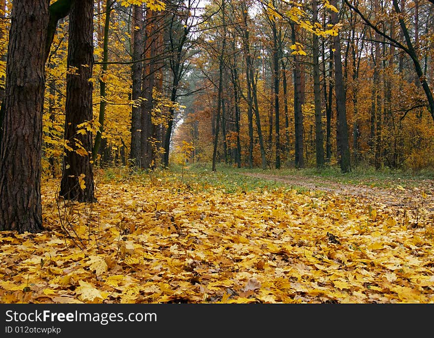 Autumn in the park background