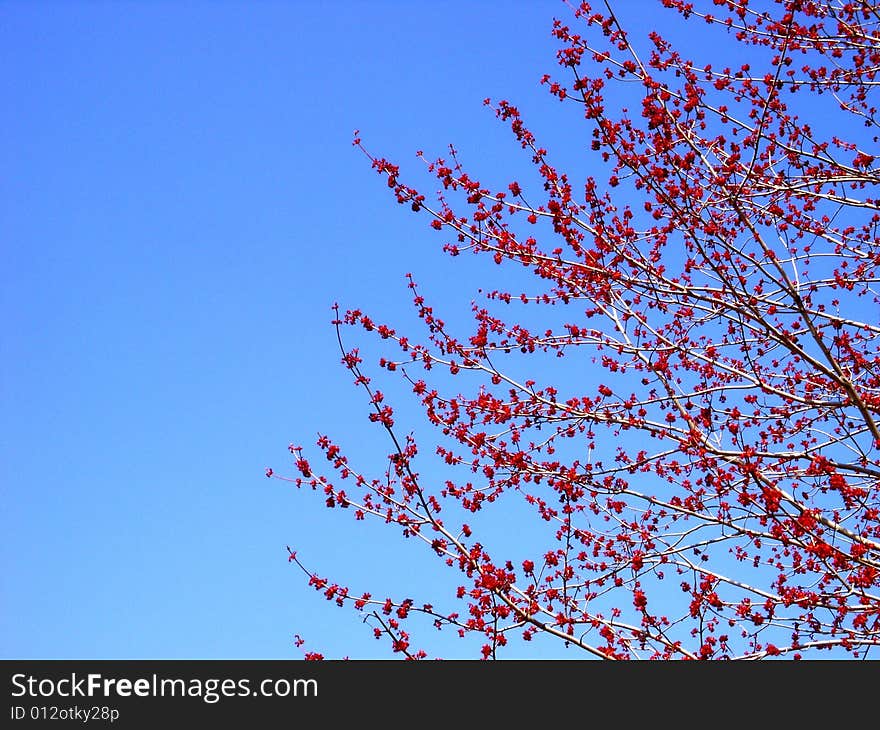 Pink Blossom Tree - Horizontal