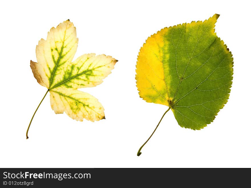 autumn leaves isolated on white background