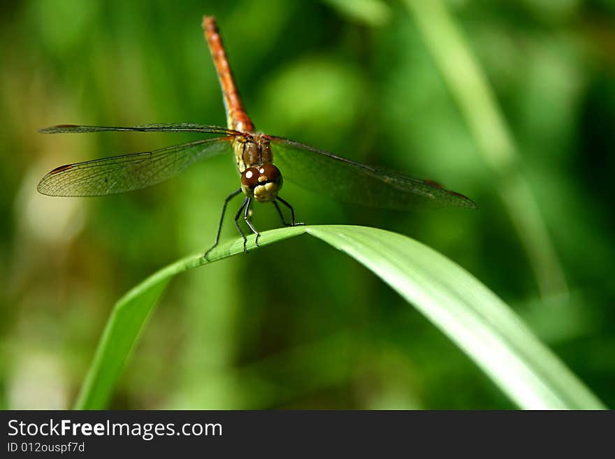 An image of a red dragonfly in a leave.