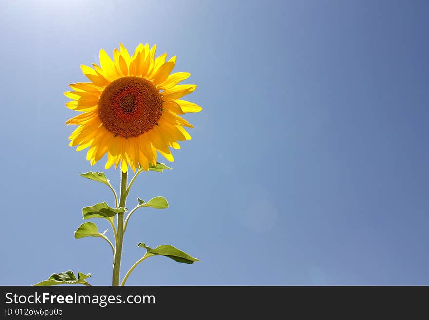 Single sunflower. Sunny sky on background.