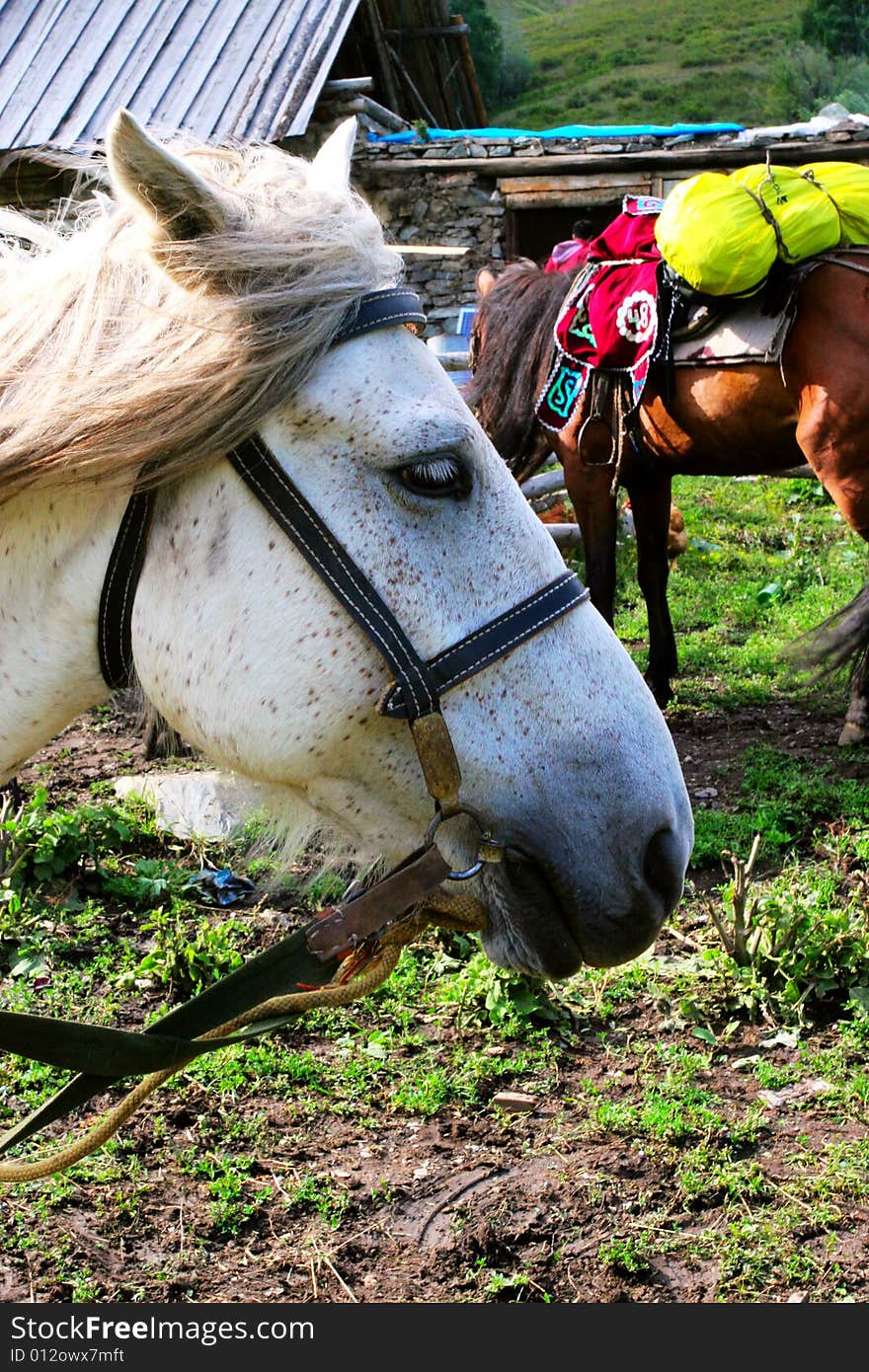 The  horse in the rest Inn