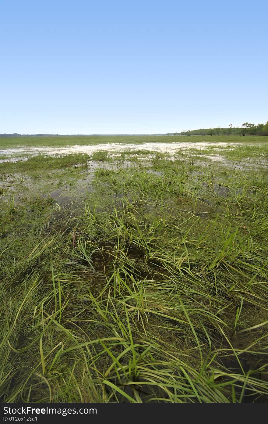 Swamp with clear blue sky