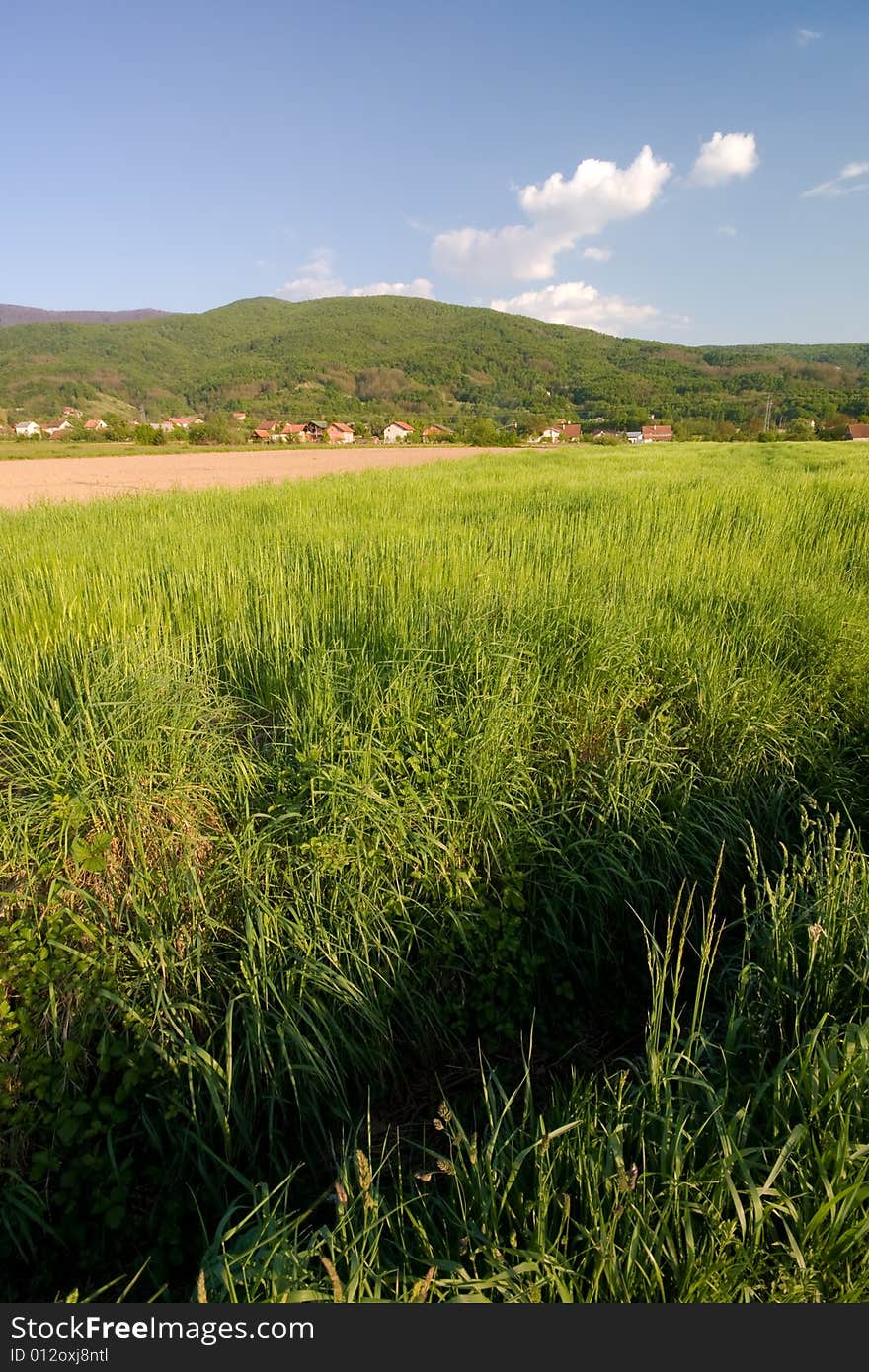 Meadow in the spring