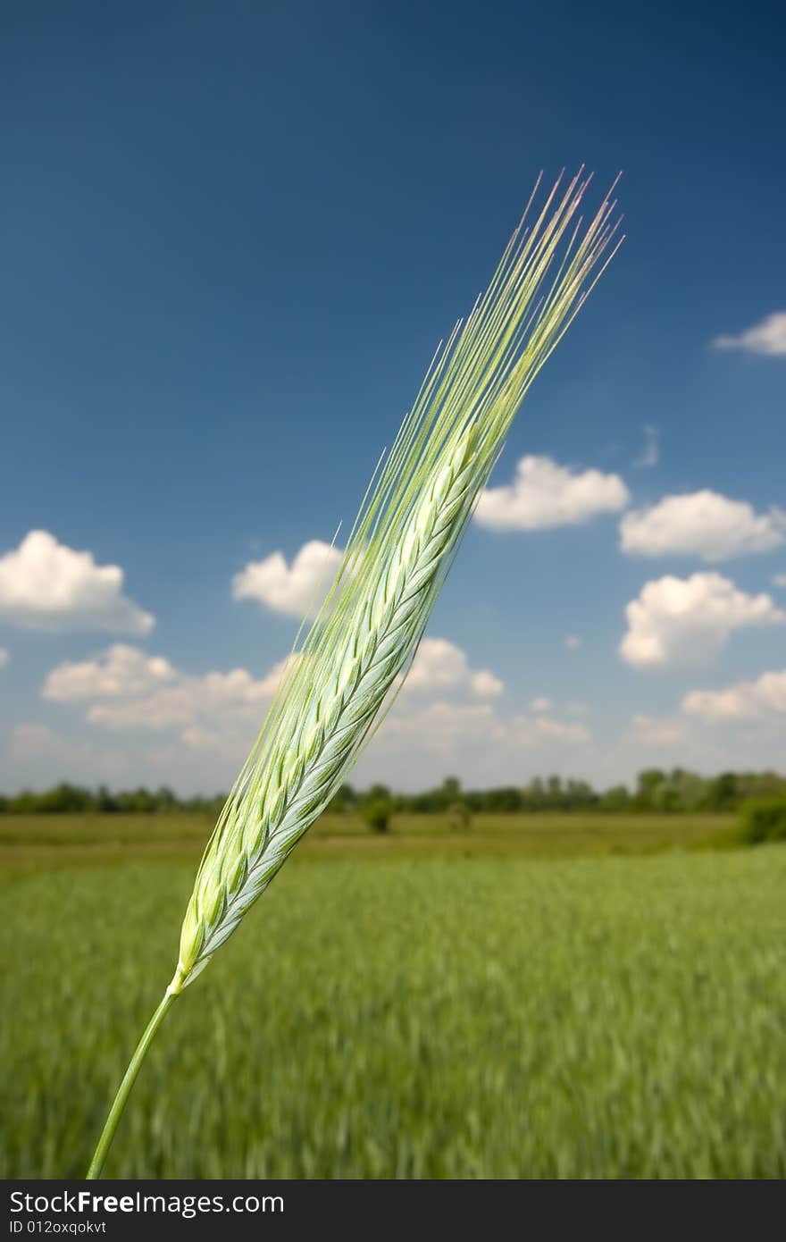 Close up of green wheat on sky