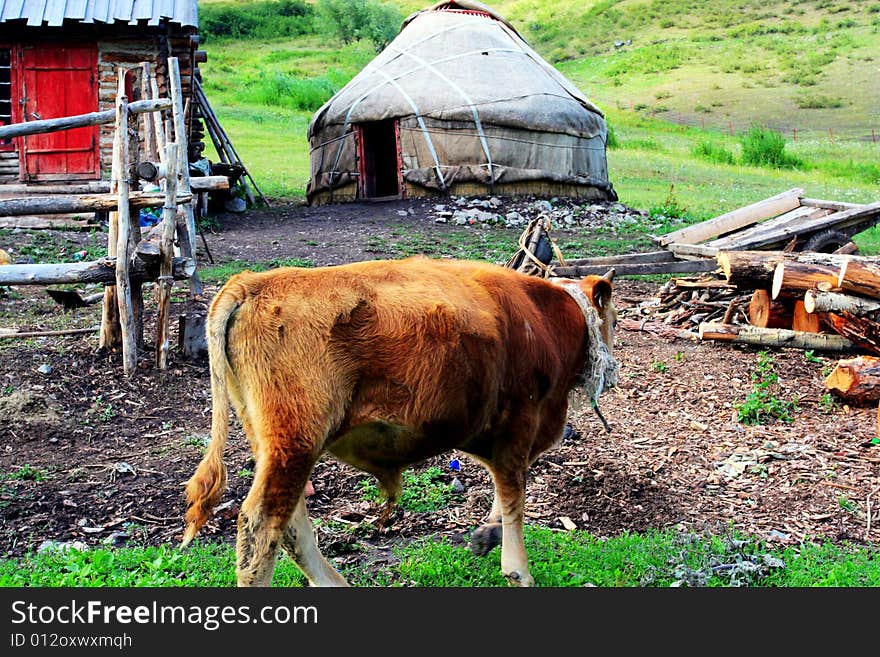 The cow at the meadow of sinkiang china ..