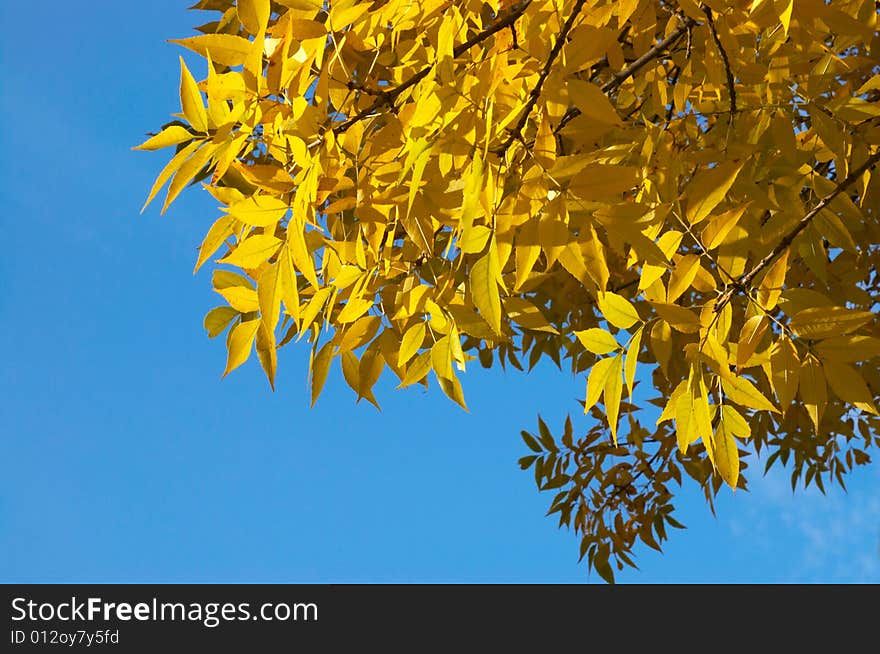 Yellow autumn leaves on blue sky