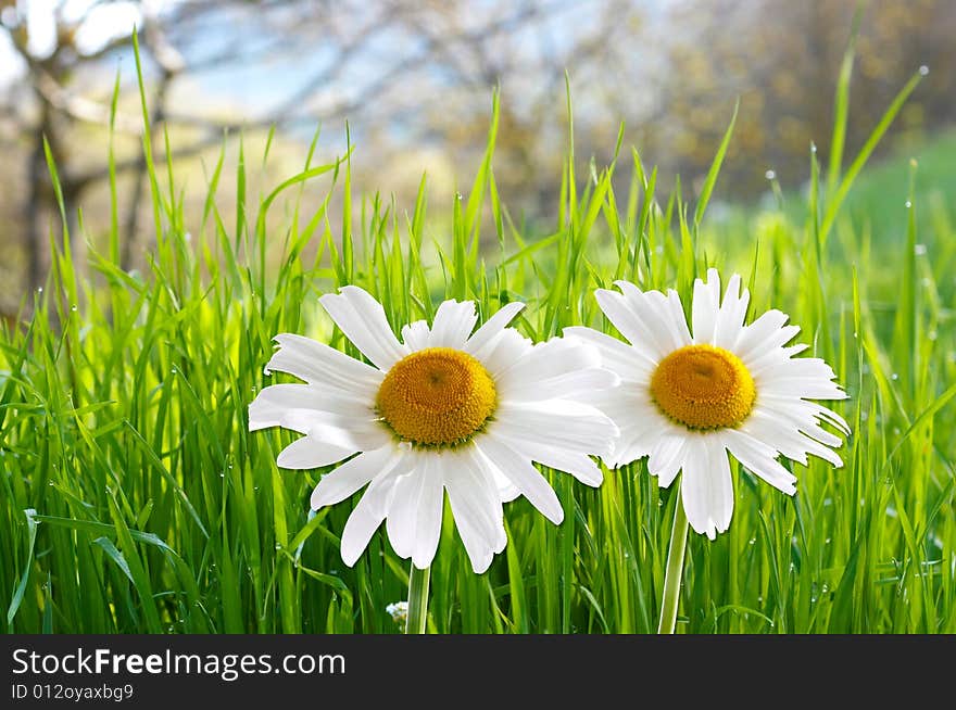 Two daisies on green grass background