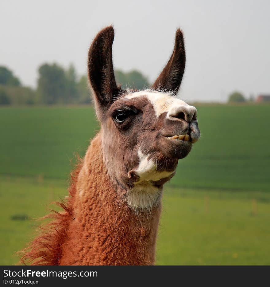 Llama showing his teeth