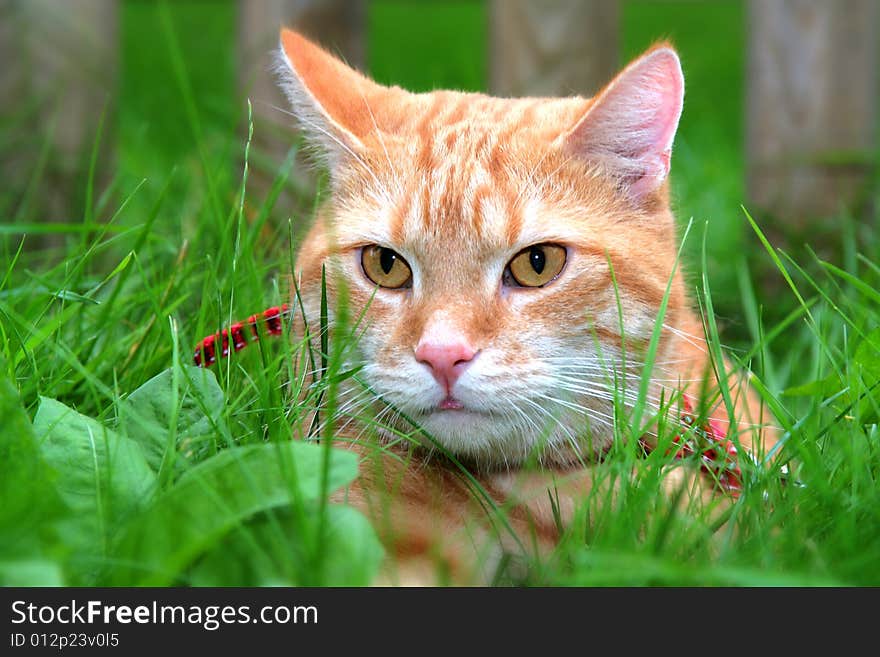 Ginger Cat In The Garden