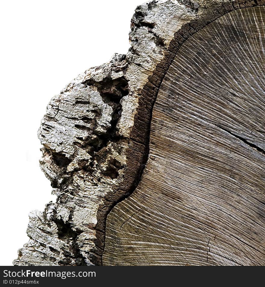 Crosscut through timber isolated on white. Crosscut through timber isolated on white