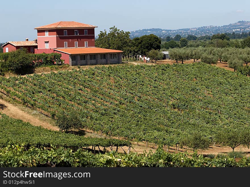 A view of the typical italian mason surrounded by vineyard. A view of the typical italian mason surrounded by vineyard