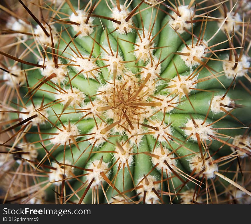 Detail of the middle of cactus