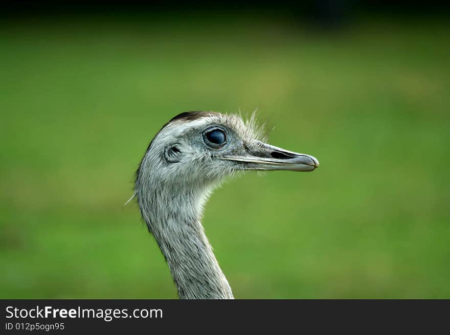 Close Up Of A  Rhea