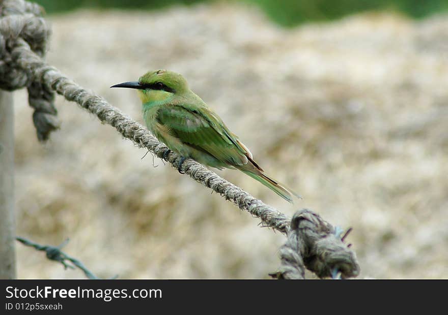 The beautiful sparrow in rest mood. The beautiful sparrow in rest mood