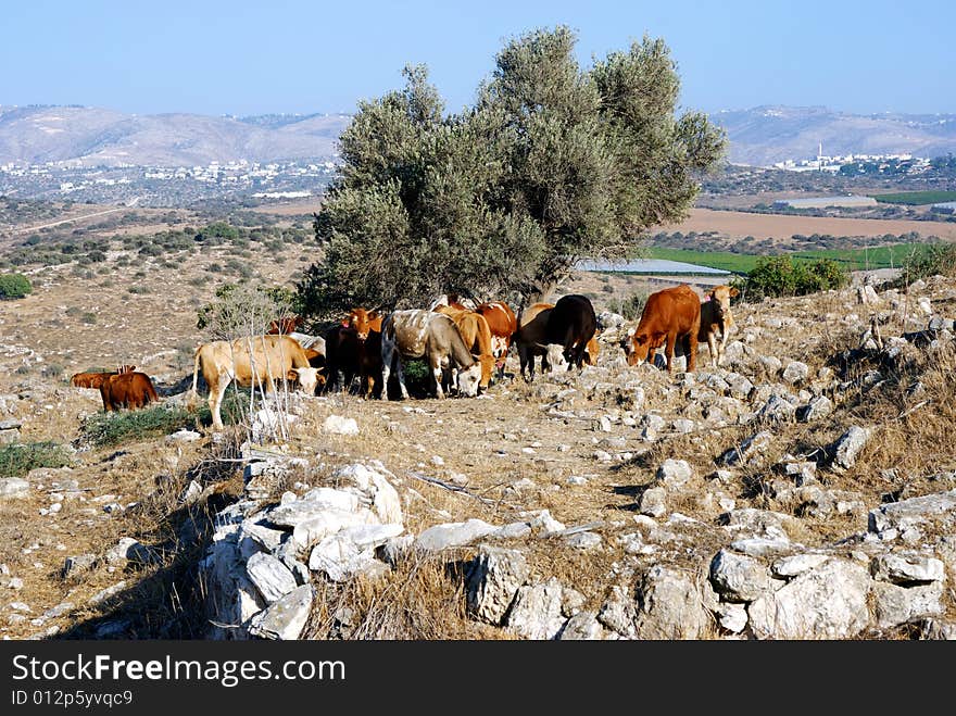 Grazing cows high on hill