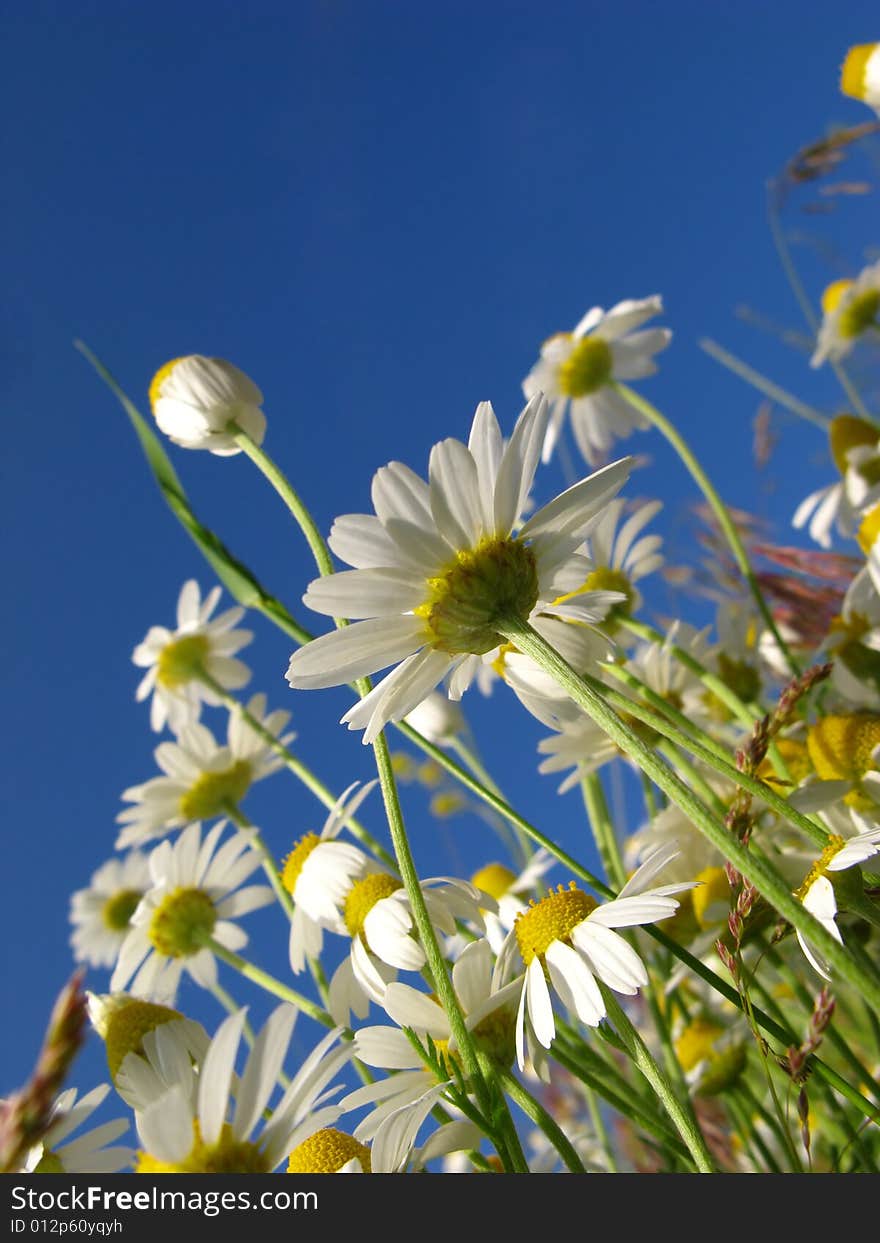 Flowers of  camomile field on  background of  blue sky