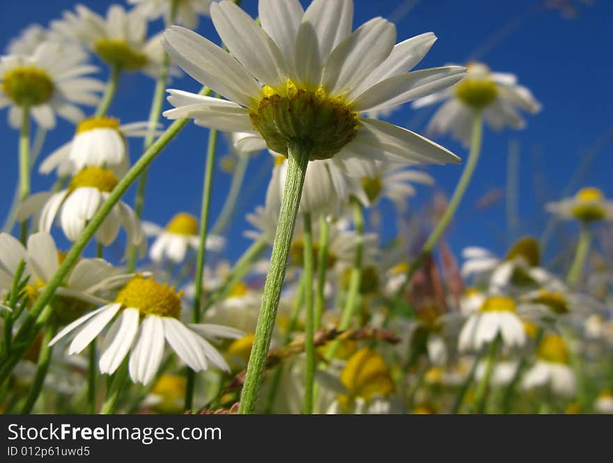 Flowers of  camomile field on  background of  blue sky