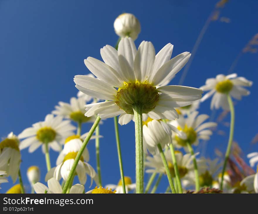 Flowers of  camomile field on  background of  blue sky