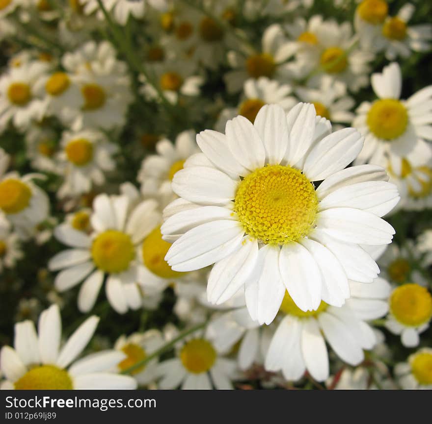 Camomile