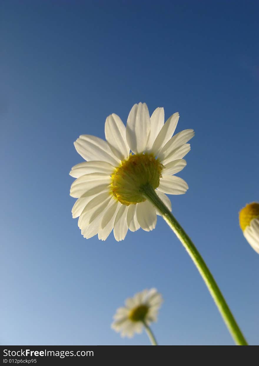 Flower of camomile field on background of blue sky