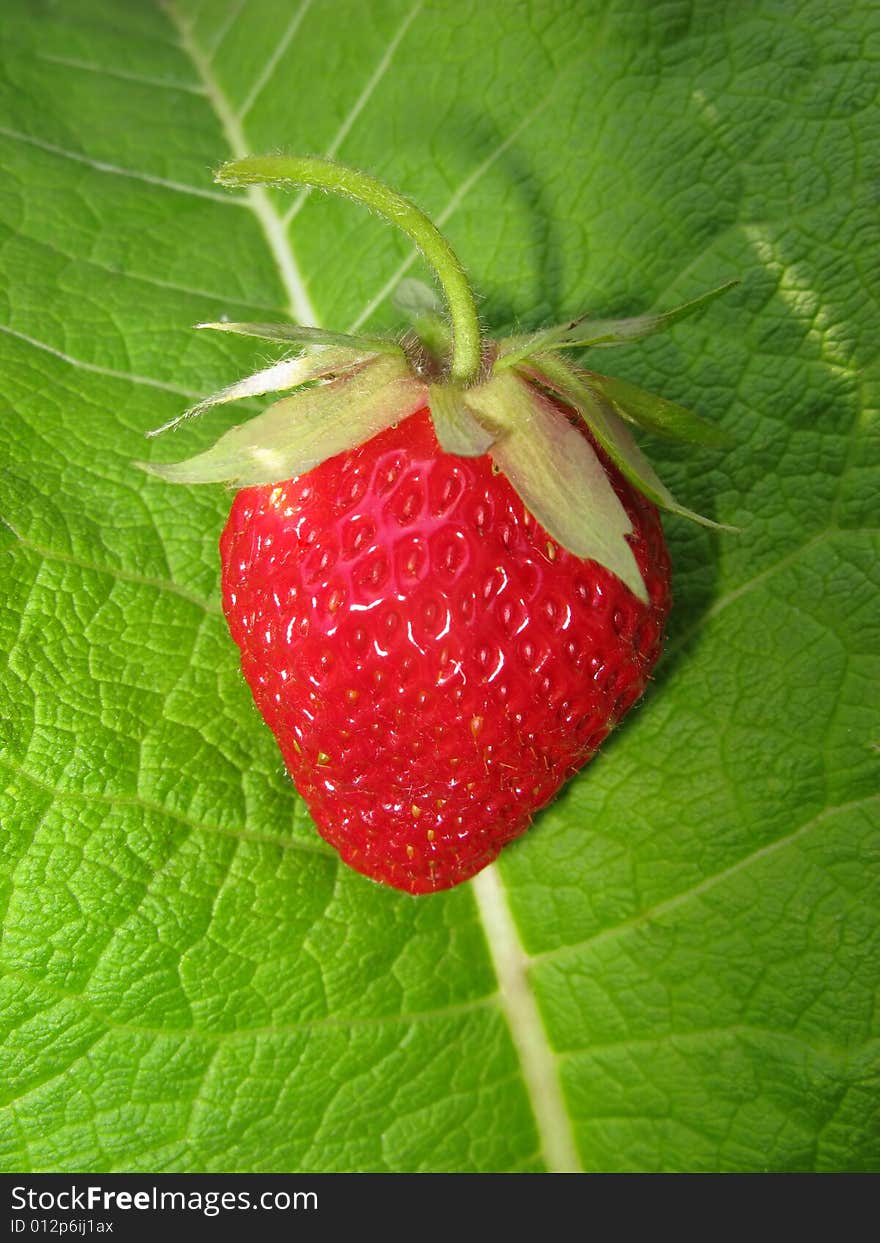 Red color  berry of  strawberry on  green background of foliage