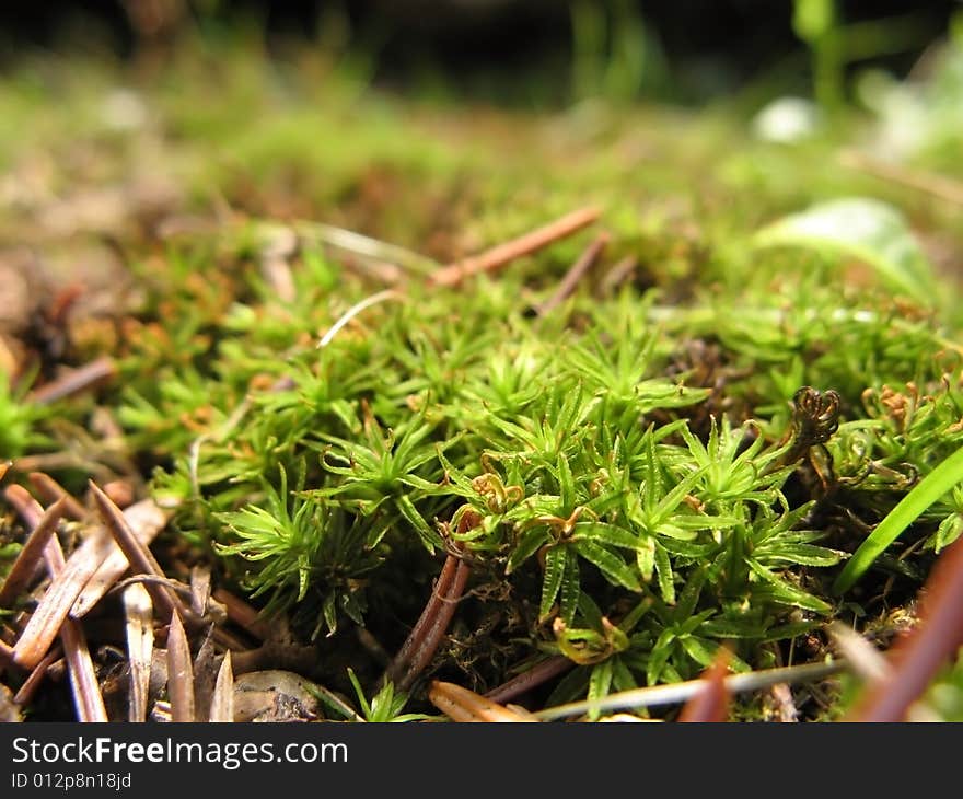 A closeup of moss surrounded by dry pine-needles, excellent as a fairy setting. A closeup of moss surrounded by dry pine-needles, excellent as a fairy setting