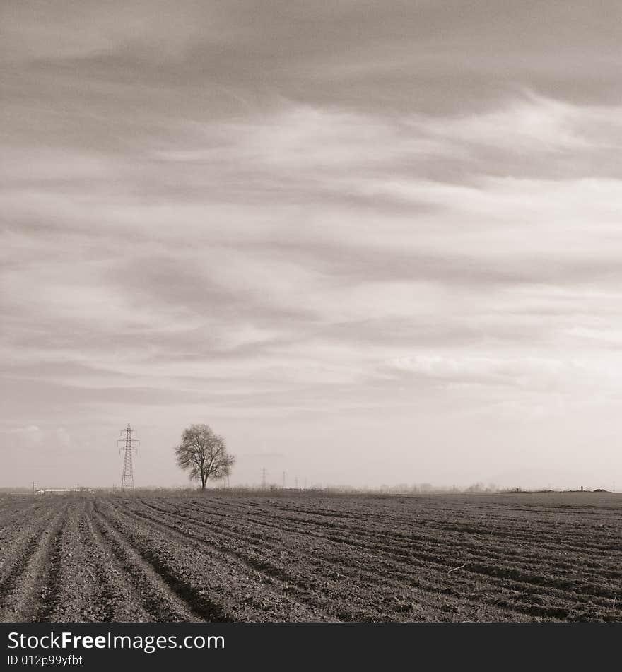 Old looking photo of electric company pillar and tree. Old looking photo of electric company pillar and tree