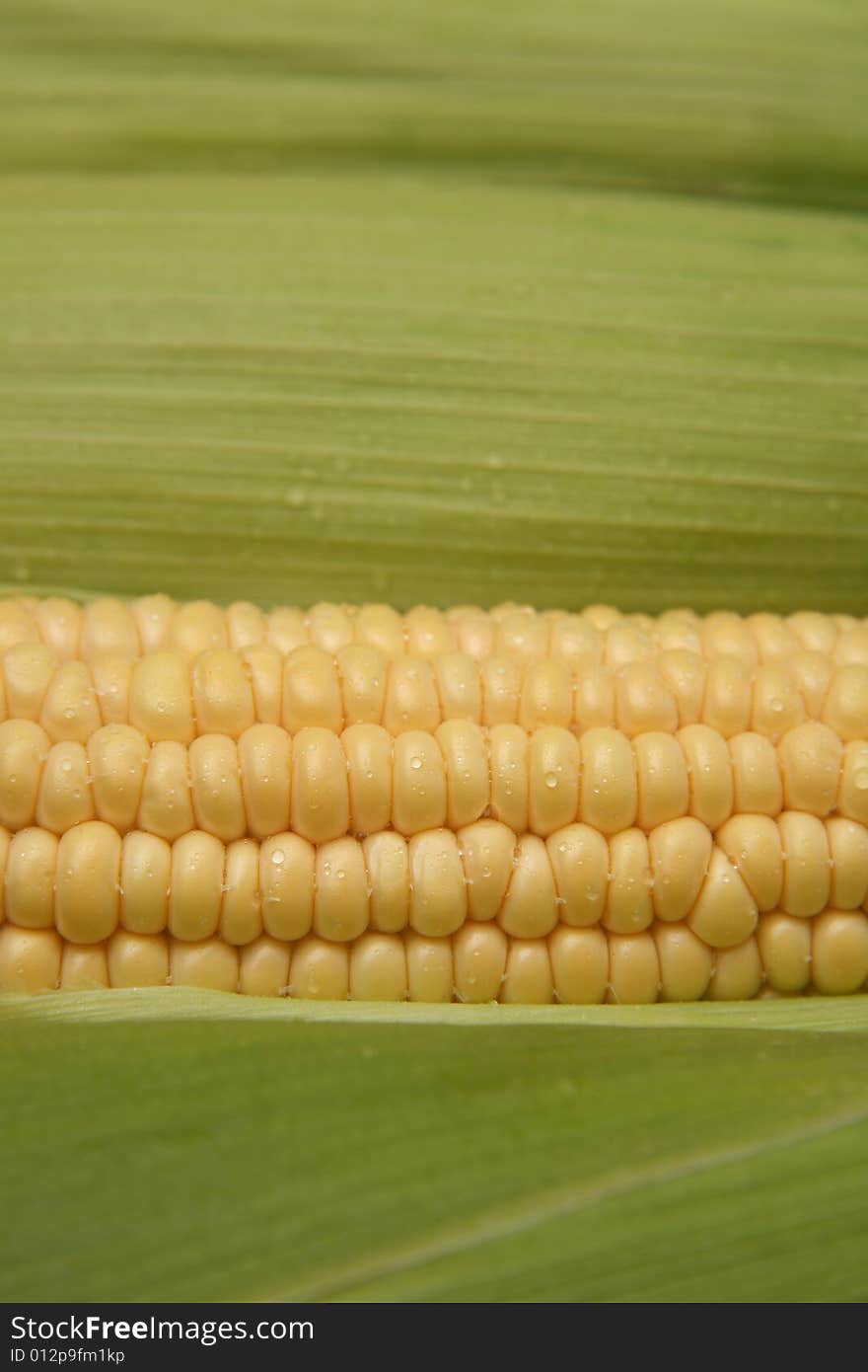 Close up on corn on the cob with additionally ears of corn in the background. Close up on corn on the cob with additionally ears of corn in the background.